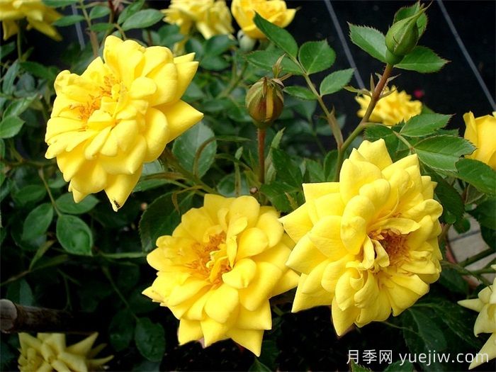 微型月季推薦，黃金珠寶月季(圖1)
