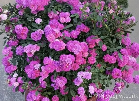 月季推薦，紫紅微月月季(圖1)