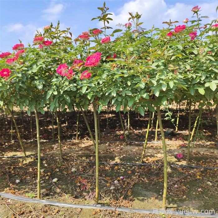 花木種植戶(hù)如何轉型做家庭園藝？(圖2)