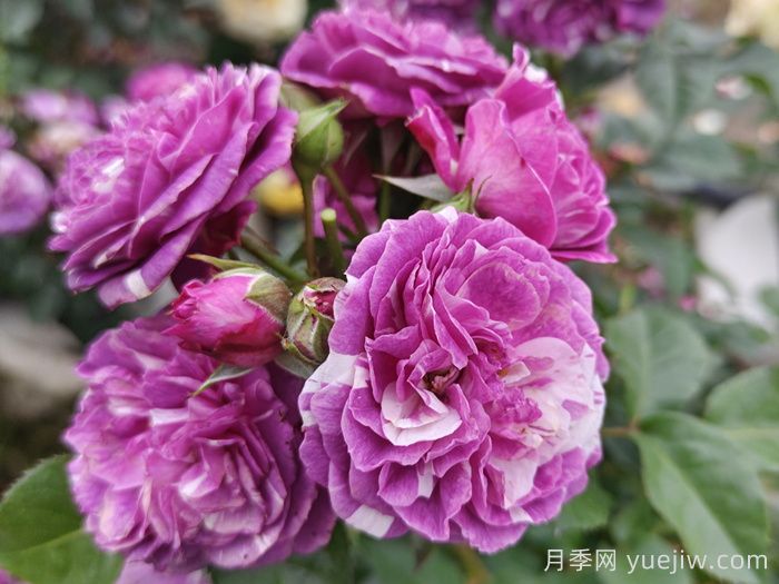 50種綠植花卉大全，值得收藏(圖1)