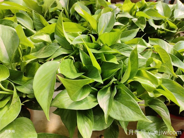 水培植物有哪些？(圖1)