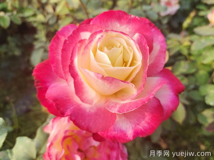 萬(wàn)中選五種，適合月季控的城市陽(yáng)臺月季花(圖2)