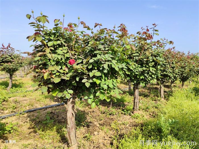 早春養月季苗，生長(cháng)開(kāi)花該如何做？(圖2)