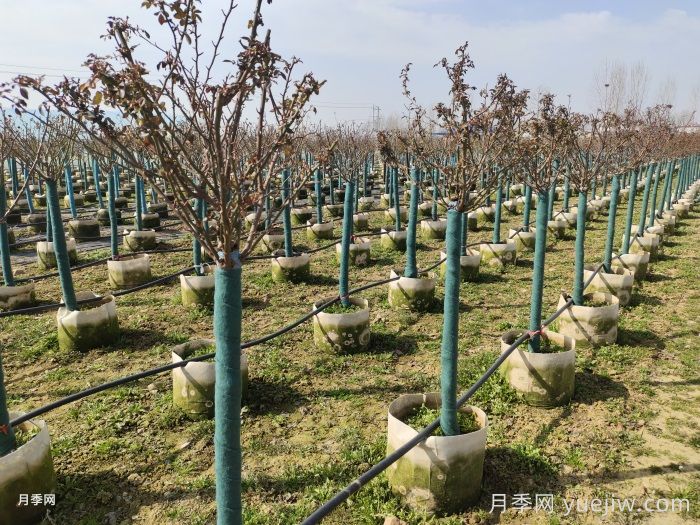 三月份園林植物養護月歷(圖1)