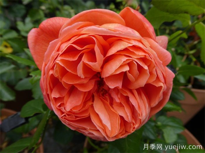 夏日之歌月季的優(yōu)點(diǎn)和養護辦法 (圖1)