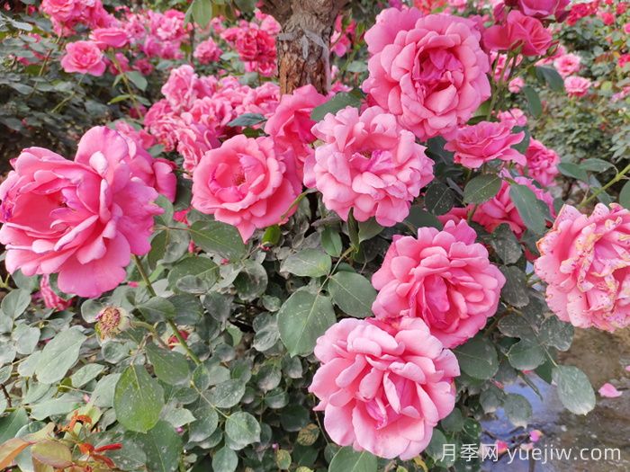 分享10種經(jīng)典大花月季，開(kāi)花鮮艷美翻春季(圖1)
