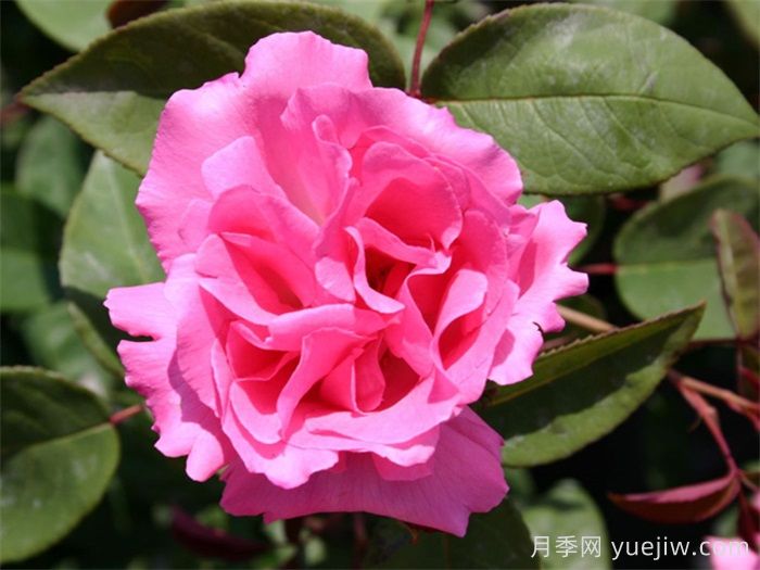 分享25個(gè)擁有中國血統的波旁月季品種(圖1)