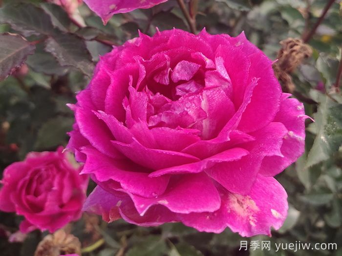 推薦7款月季花品種，夏季也能快樂(lè )綻放(圖2)