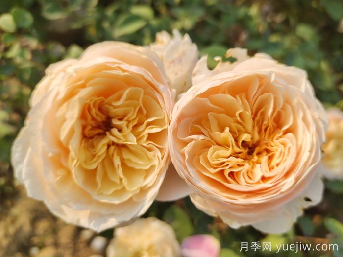 推薦7款月季花品種，夏季也能快樂(lè )綻放(圖3)