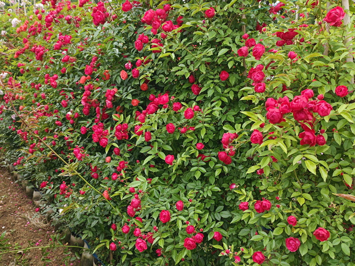 紅木香，爬藤霸主，生長(cháng)快花量多        (圖2)