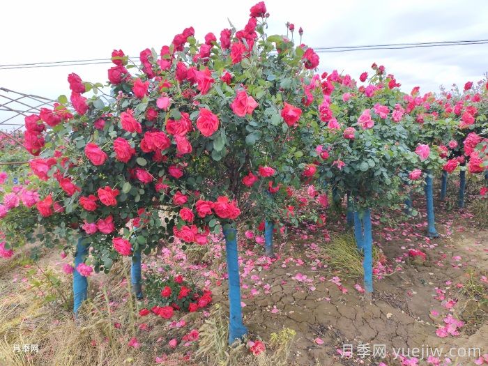 園林景觀(guān)工程包含哪些具體施工項目和施工標準？(圖3)