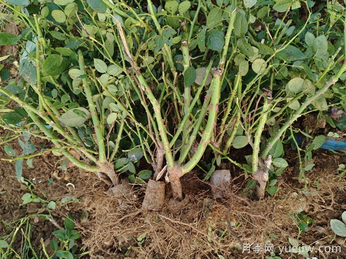 樹(shù)狀月季和園林植物栽植養護常見(jiàn)問(wèn)題(圖2)