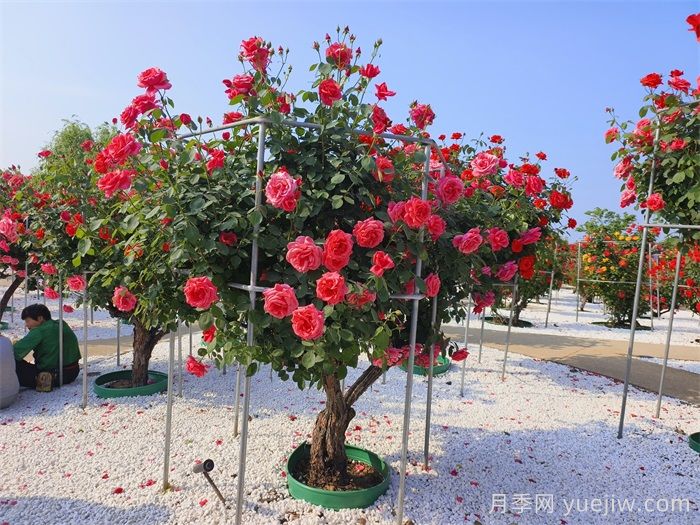 如何打造一個(gè)月季花園？品種選擇、花園規劃、工具準備(圖2)