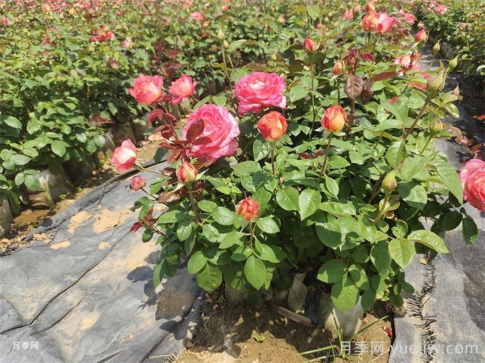 如何打造一個(gè)月季花園？品種選擇、花園規劃、工具準備(圖3)