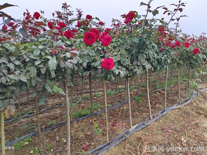春季如何提高園林工程中新栽植物的成活率？(圖1)