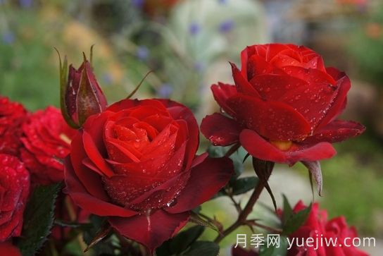 月季推薦，日蝕王陽(yáng)臺月季(圖1)