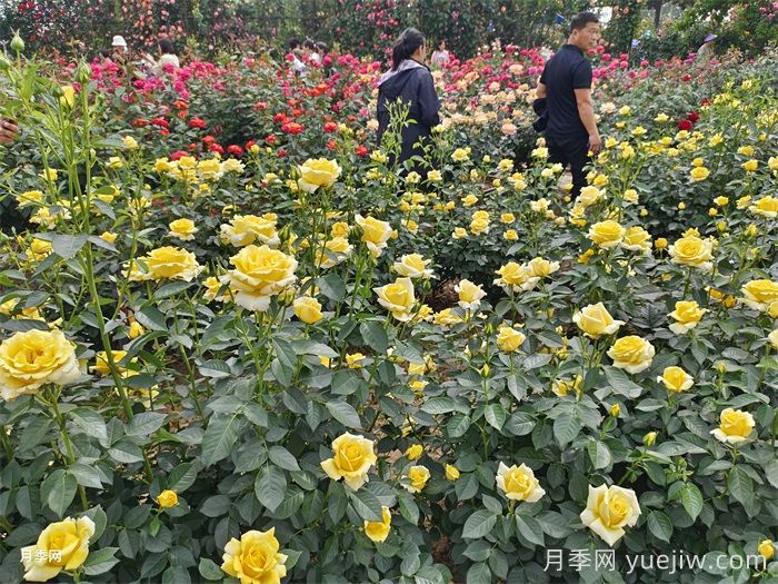 園林景觀(guān)設計中常見(jiàn)的50條禁忌(圖1)