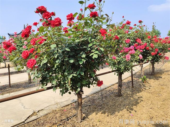 什么是花園一級養護標準？(圖1)
