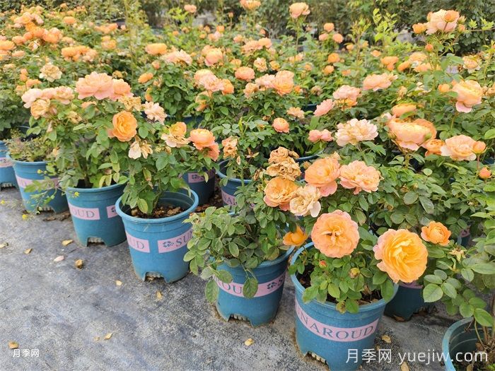 南陽(yáng)市臥龍區森景月季基地(圖4)