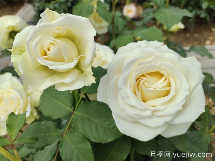 白色月季推薦，坦尼克月季(圖1)