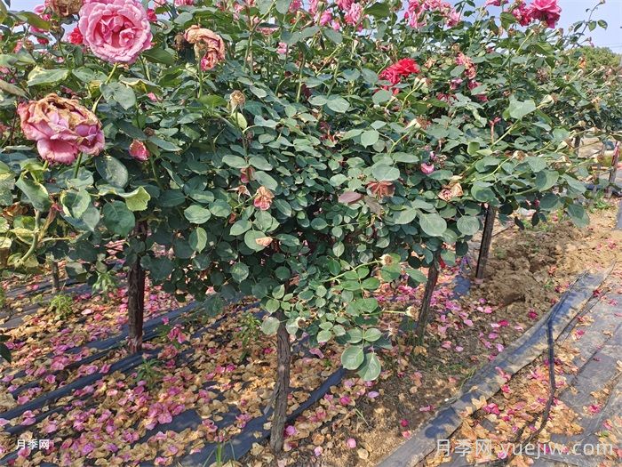 綠化樹(shù)樁月季種植規范(圖1)