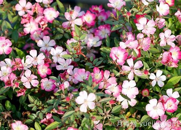 月季推薦，杏花雨(圖1)