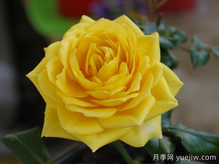 月季推薦，陽(yáng)光海灘月季(圖1)