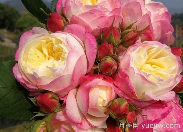 月季推薦，和室月季(圖1)