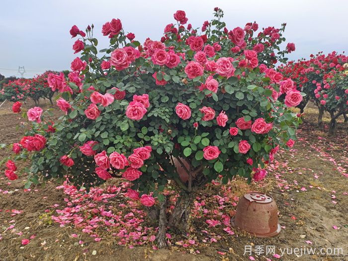 三月如何加強園林樹(shù)狀月季養護？(圖2)