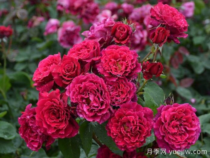 月季推薦，紅丘月季(圖1)
