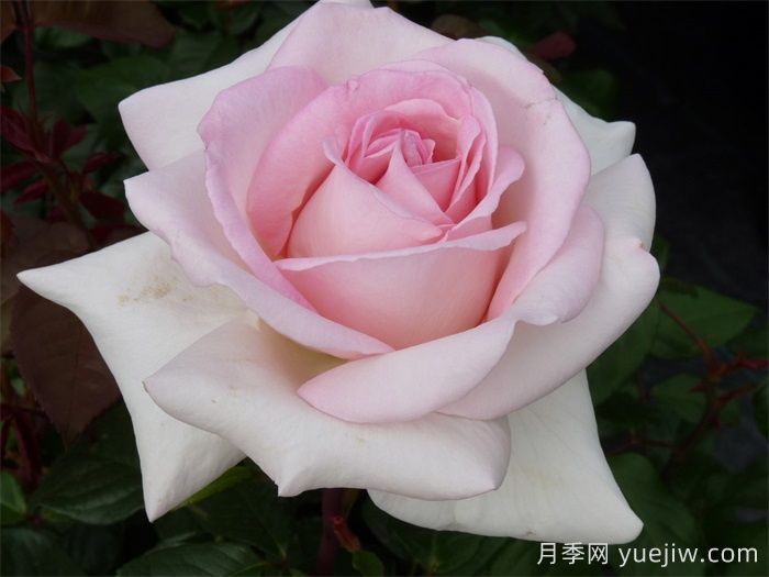 月季推薦，園藝王子月季(圖1)