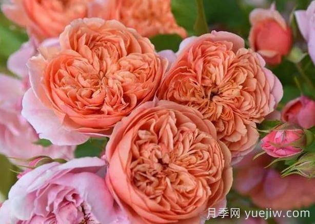 月季推薦，絲綢之路月季(圖1)