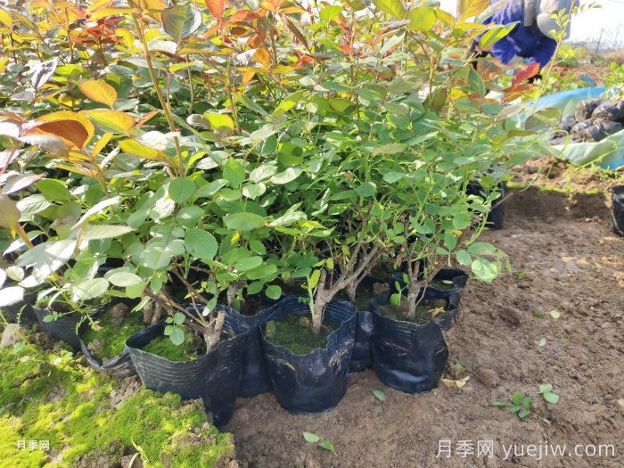 春天月季常見(jiàn)的黃葉問(wèn)題和處理方法(圖2)