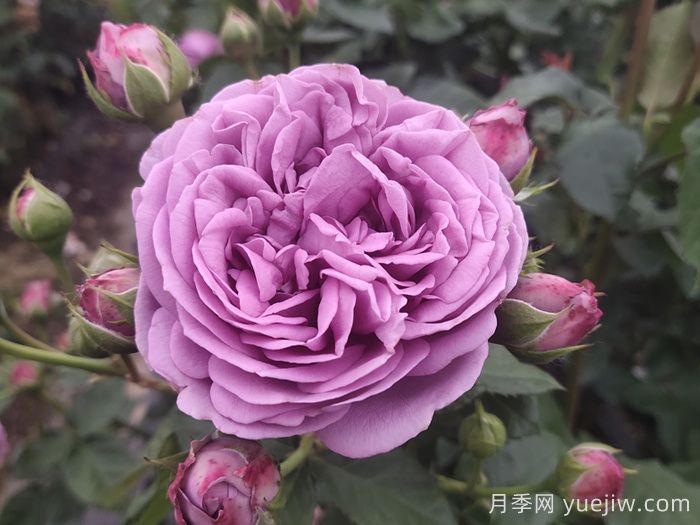 北方適合的月季品種和春季養護秘籍(圖3)