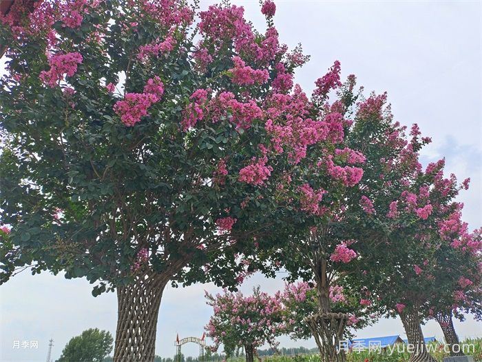 百日紅移栽的上佳時(shí)機，成活率杠杠的(圖1)