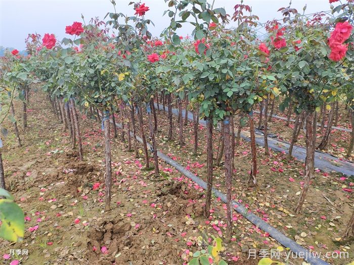 怎樣讓新栽的月季樹(shù)快速生根？(圖3)