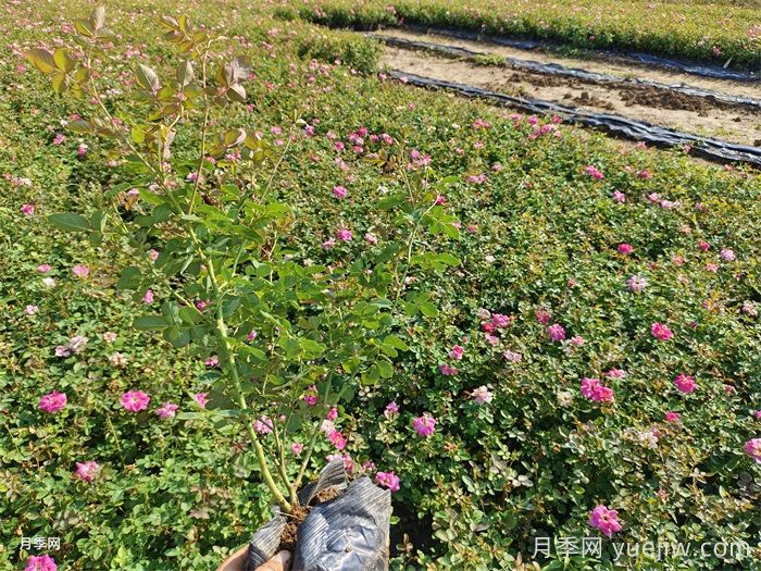 月季花打藥濃了怎么辦？(圖1)