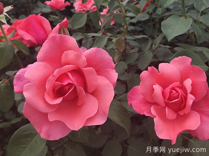 河北河間的樹(shù)狀月季美翻了，興村致富新路子(圖2)