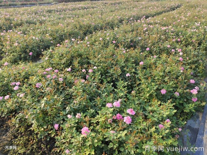 月季花怎么澆水和施肥？(圖1)