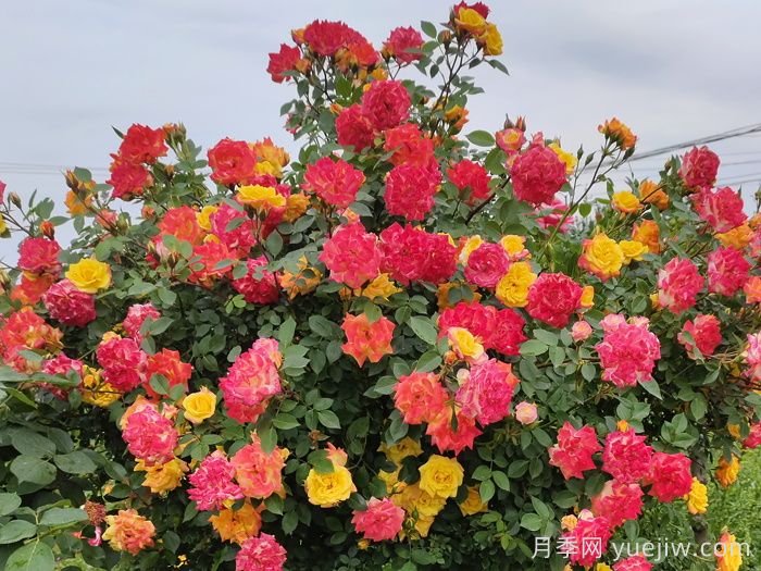 藤彩虹月季是開(kāi)一季還是多季開(kāi)花？(圖1)