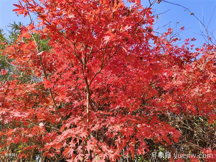 中國紅楓、美國紅楓、日本紅楓、加拿大紅楓的區別對比(圖2)