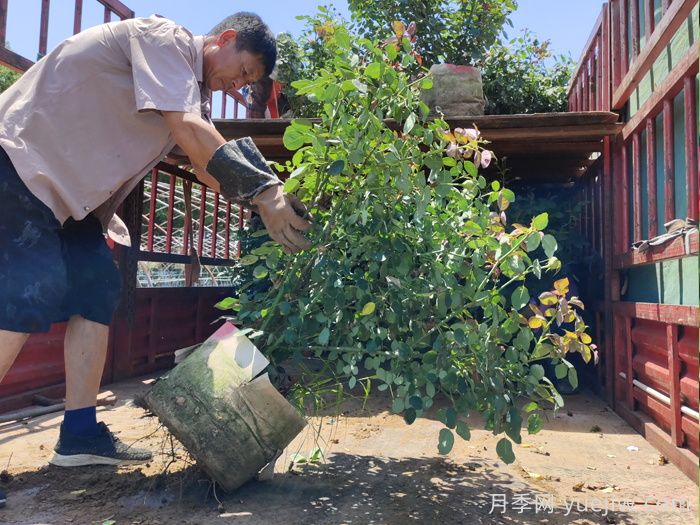 月季出秋筍，教你兩個(gè)月養成大壯枝(圖1)