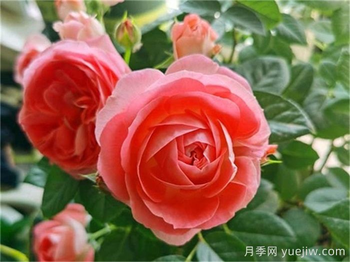 陽(yáng)臺黨必入的3個(gè)月季花品種(圖2)