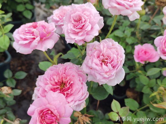 陽(yáng)臺黨必入的3個(gè)月季花品種(圖3)