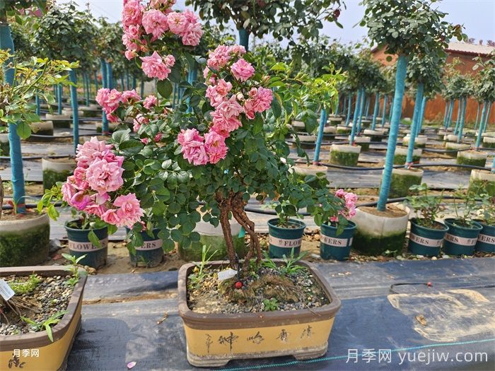 古樁盆景月季，既有顏值，又有價(jià)值(圖1)