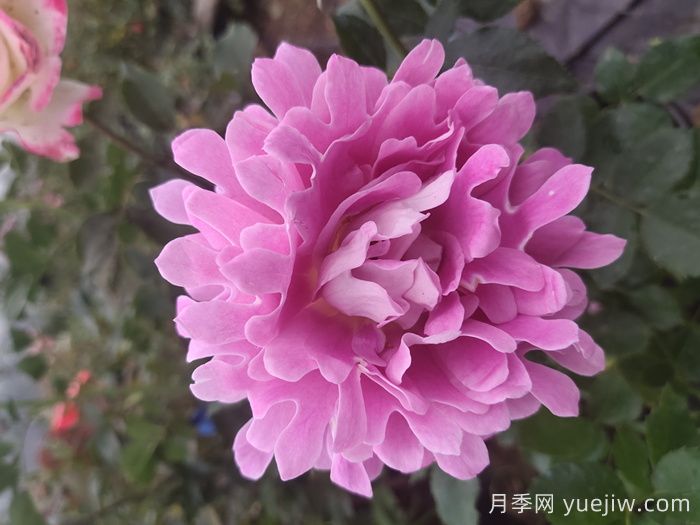 歐月和月季花的區別你知道嗎？(圖1)