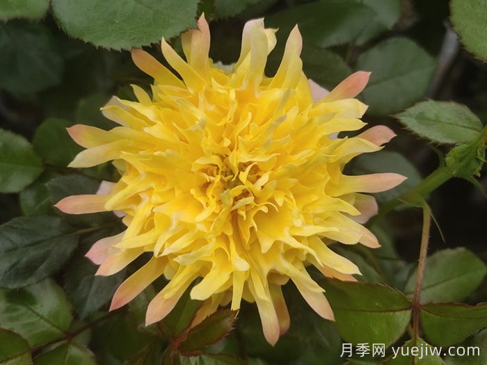 歐月和月季花的區別你知道嗎？(圖2)