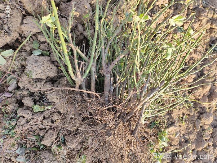 經(jīng)過(guò)遠距離運輸的月季裸根苗，定植上盆辦法詳解(圖1)