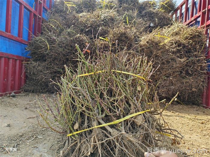經(jīng)過(guò)遠距離運輸的月季裸根苗，定植上盆辦法詳解(圖3)