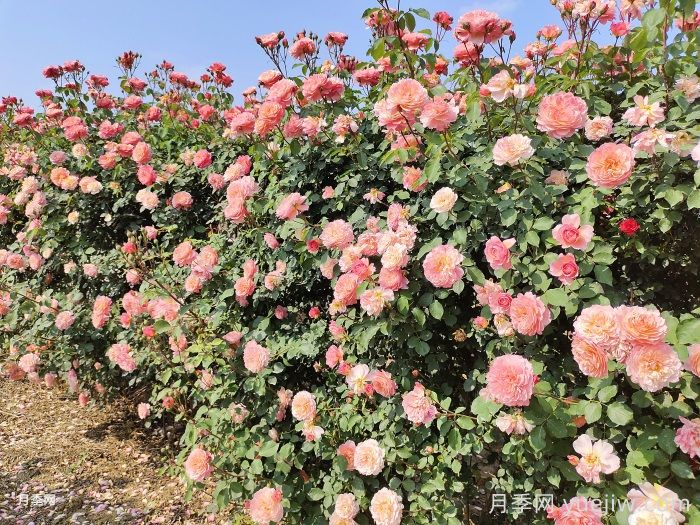 月季花的養殖方法和注意事項總結(圖2)